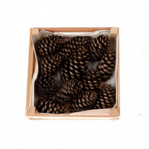 PIGNA MARITIMA 12pc - old gold NETTO