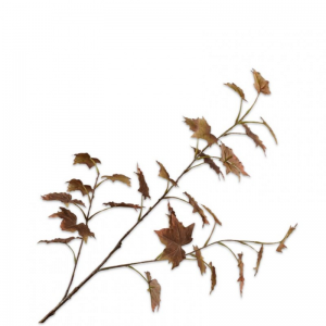 FOGLIA RAMO ACERO H90cm SI - brown
