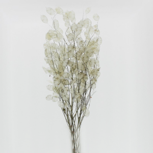LUNARIA GR. 40 H90 CM - natur/bianca