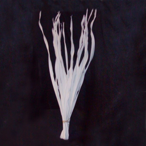 LONG PALM H110cm 15pz - bianco