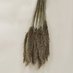 cannuccia  NATURALE senza foglia 20PZ
