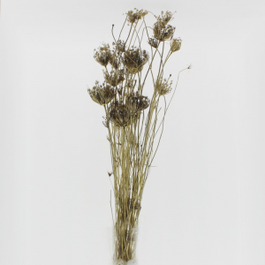 OMBRELLIFERA ESSICCATA H75 CM-oro