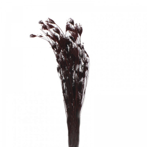 OMBRELLIFERA ESSICCATA H75 CM-bordeaux
