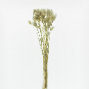 OMBRELLIFERA ESSICCATA H75 CM-bianco