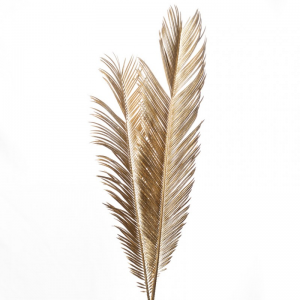 CYCAS ESSICCATA 3pz H100/110 CM - oro