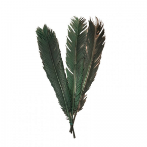 CYCAS ESSICCATA 3pz  - verde