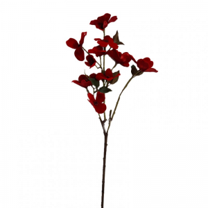 ROSA CANINA 60CM FN