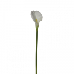CALLA ramo H78 CA - cream *