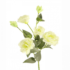LISIANTUS H80cm LI - cream *