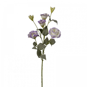 LISIANTUS H80 cm LI -purple/white *