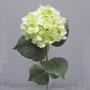 ORTENSIA H68 cm OR -green *