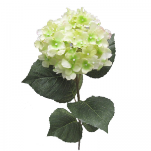 ORTENSIA H68 cm OR -green *
