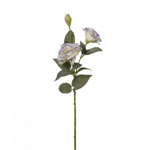 LISIANTHUS X2 H70cm LI -cream/violet *