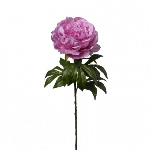 PEONIA H60cm PE - beauty *