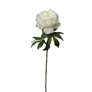 PEONIA H60cm PE - cream *