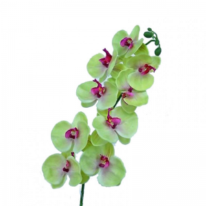 ORCHIDEA X9 H80 cm OR -green *