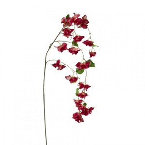 BOUGAINVILLEA CADENTE H150 BO -red *