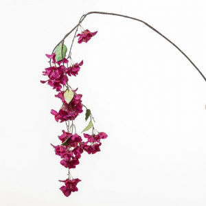 BOUGAINVILLEA CADENTE H150 cm BO-beauty*
