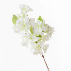BOUGAINVILLEA H70 cm BO - white *