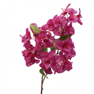 BOUGAINVILLEA H70 cm BO - beauty *