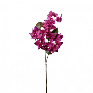 BOUGAINVILLEA ramo H70 BO - beauty *