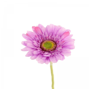 GERBERA H60cm GE -mauve *