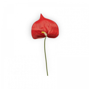 ANTURIUM ramo H65 AN - red *