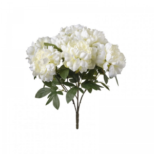 PEONIA mazzo H50 PE - cream*