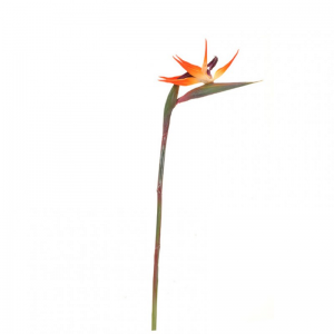 STERLIZIA CM 86 ST -arancio *