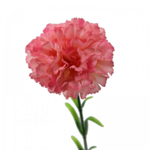GAROFANO H54 cm GA -rosa *