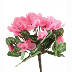 CICLAMINO mazzo X24 cm34 CI -pink *