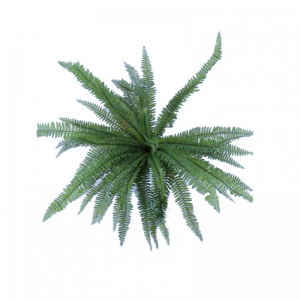 FELCE PIANTA X52 H76cm FE *