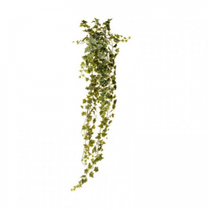EDERA CADENTE H180 ED - variegato *