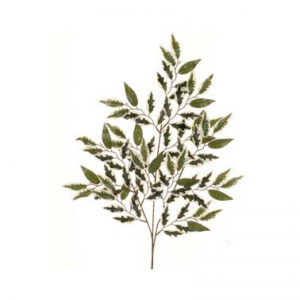 FOGLIA FICUS X3 FO *