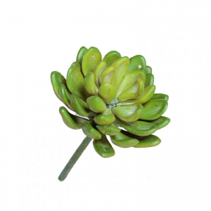 PIANTA GRASSA D8 H11cm PG - green *