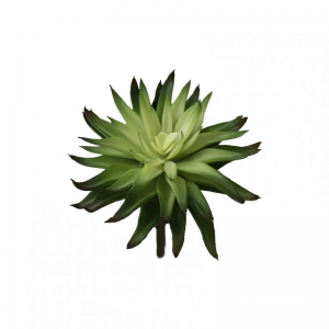 PIANTA GRASSA H15cm PG - green *