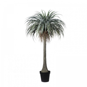 PIANTA YUCCA C/VASO H165 PN - green*