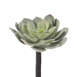 PIANTA GRASSA D20 H17,5 CM PG - green*