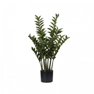 PIANTA ZAMIFOGLIA X9 C/VASO H88 PN-gree*