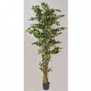 PIANTA FICUS H210 PN - green *