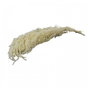 AMARANTHUS MAZZO CM 80 - sbiancato
