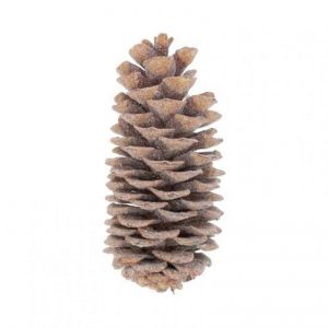 PIGNA SUGAR 35cm - natural
