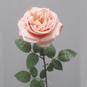 ROSA GINA H70 cm RO -pink *