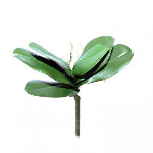 FOGLIA ORCHIDEA PHALAEN. H32 FO *