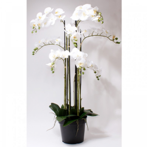 PIANTA PHALAENOPSIS CM109 OR *