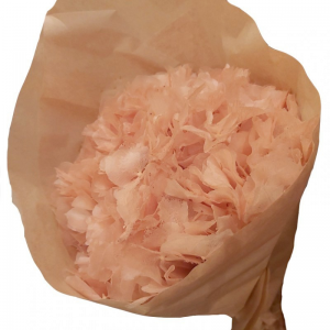 ortensia stabilizz. D18/20H30 - pink