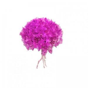 ortensia stabilizz.D18/20H30-rosa fucsia