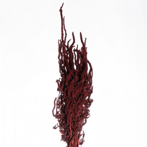 AMARANTHUS GR. 150 - bordeaux