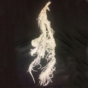 AMARANTHUS GR. 150 - bianco