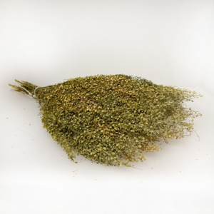 LIPIDIUM ATRAXA 150GR H53 CM- verde